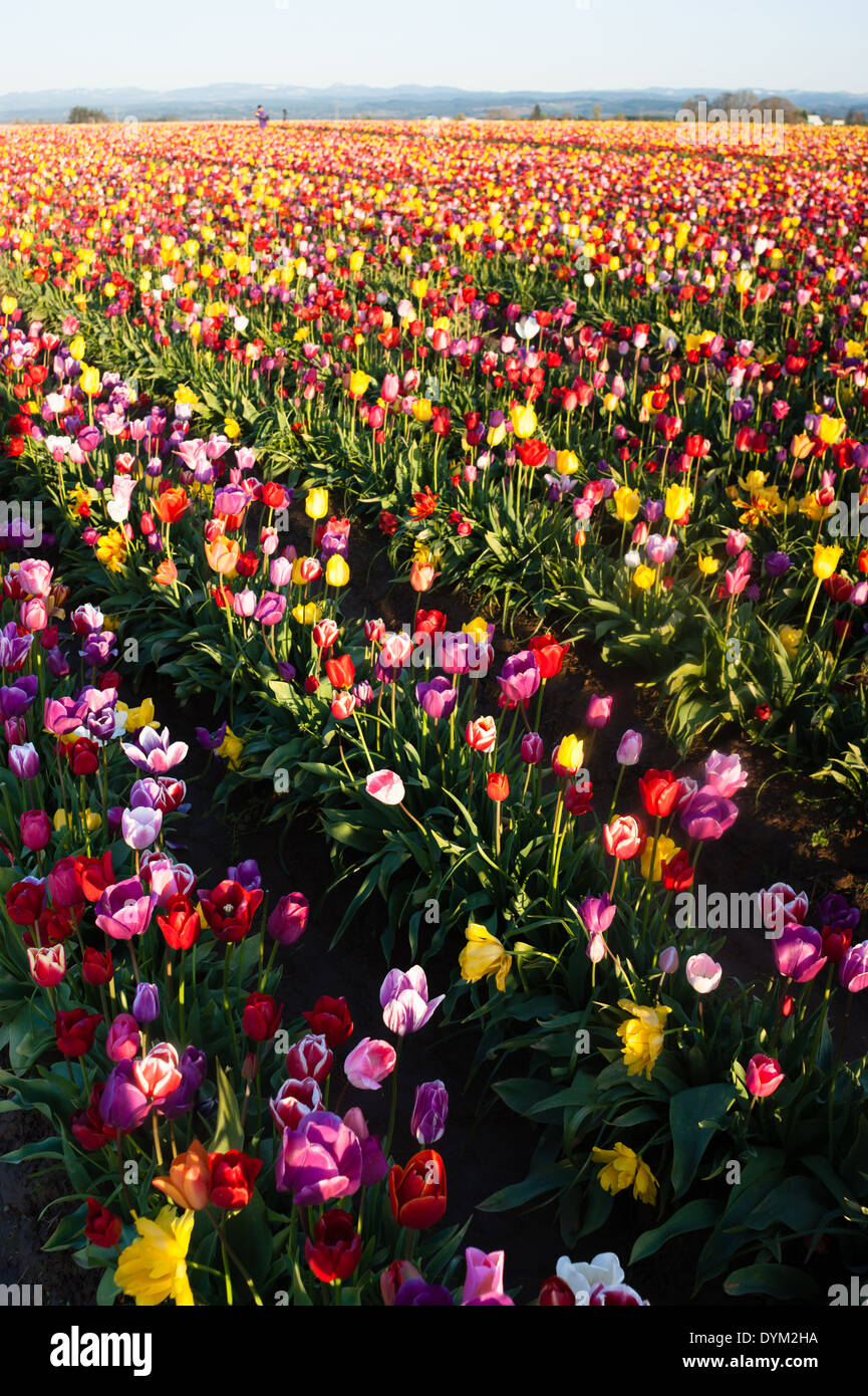 Vertikale Zusammensetzung eines großen Feldes voller Tulpen erntereif Stockfoto