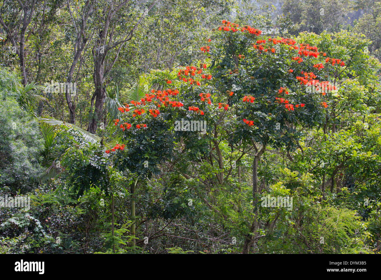 Afrikanischer Tulpenbaum (Spathodea campanula) im hawaiianischen Regenwald, Princeville, Kauai, Hawaii, USA Stockfoto