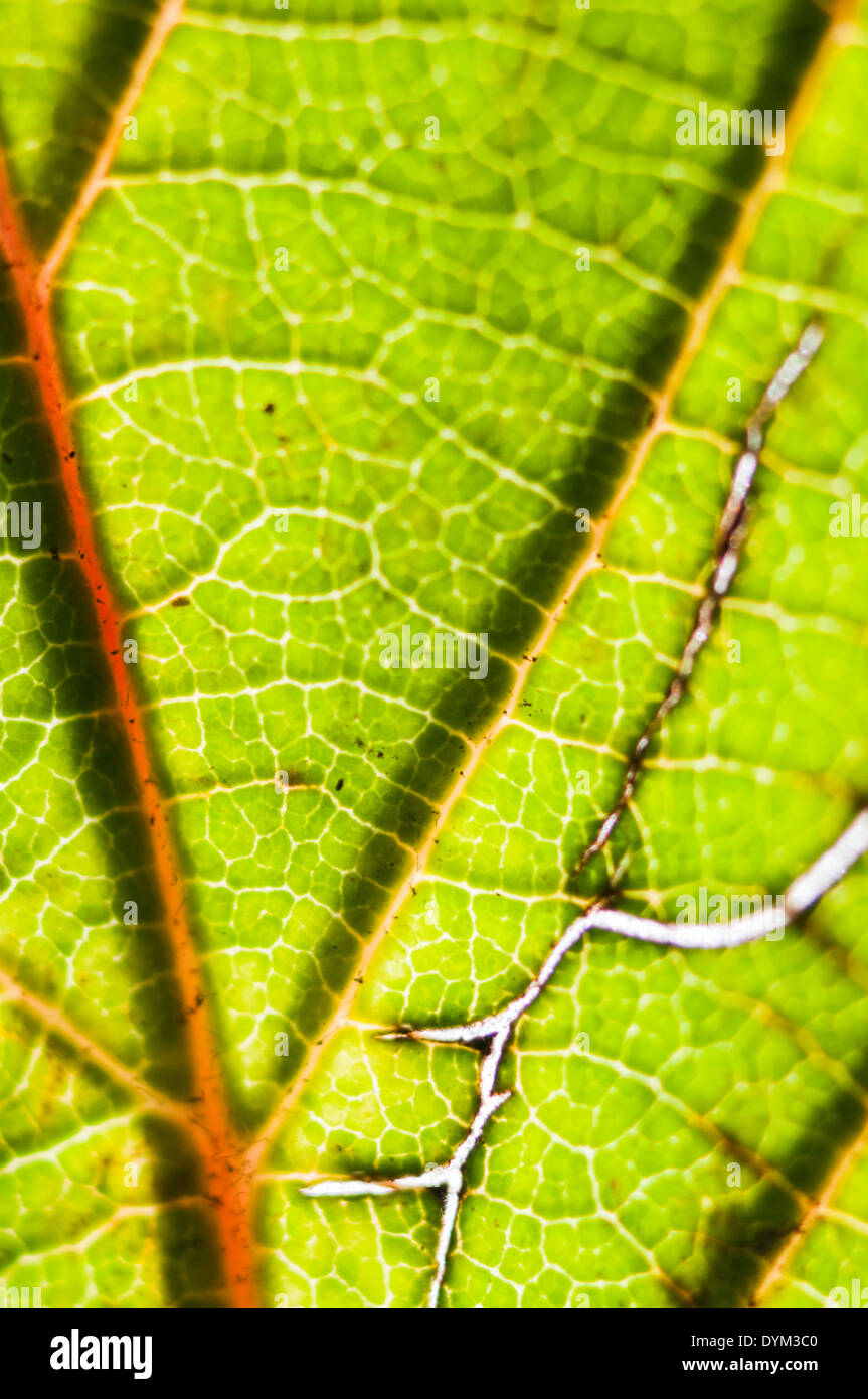 Textur und Struktur von einem Kirschbaum Blatt durch Hintergrundbeleuchtung enthüllt Stockfoto