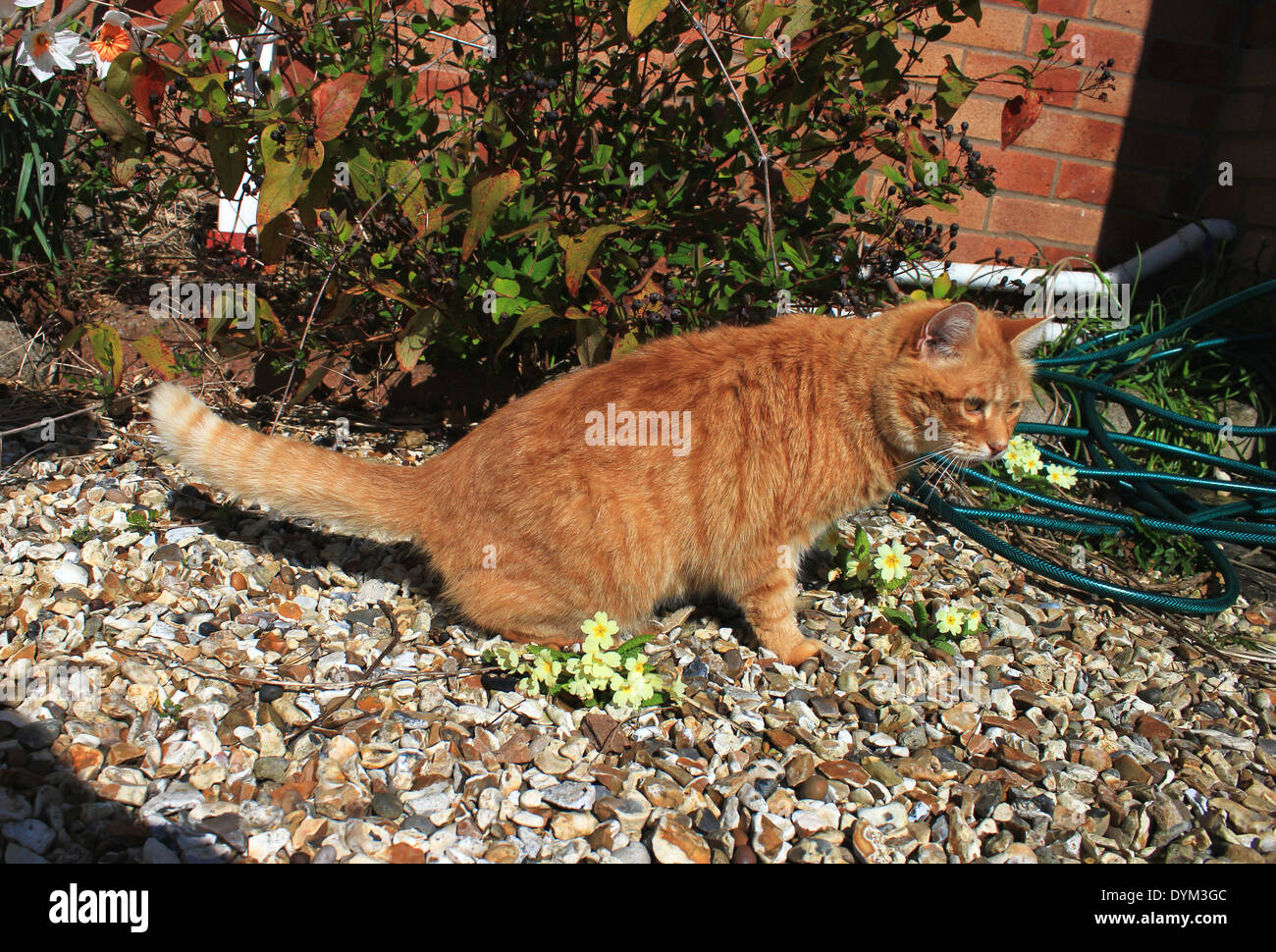 Ingwer Katze urinieren in Garten Stockfoto