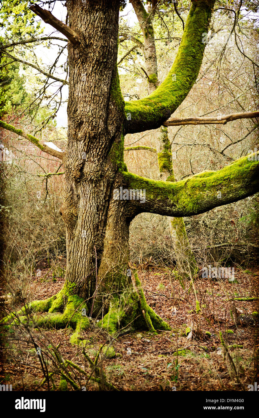 Großen Moos bedeckt Baumstamm mit großen Ästen. Mystischen Zauberwald-Szene mit einer künstlerischen Textur. Salt Spring Island, BC. Stockfoto