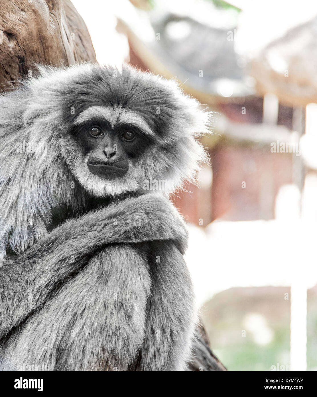 Ein niedergeschlagen aussehende silbrig Gibbon in einem zoo Stockfoto