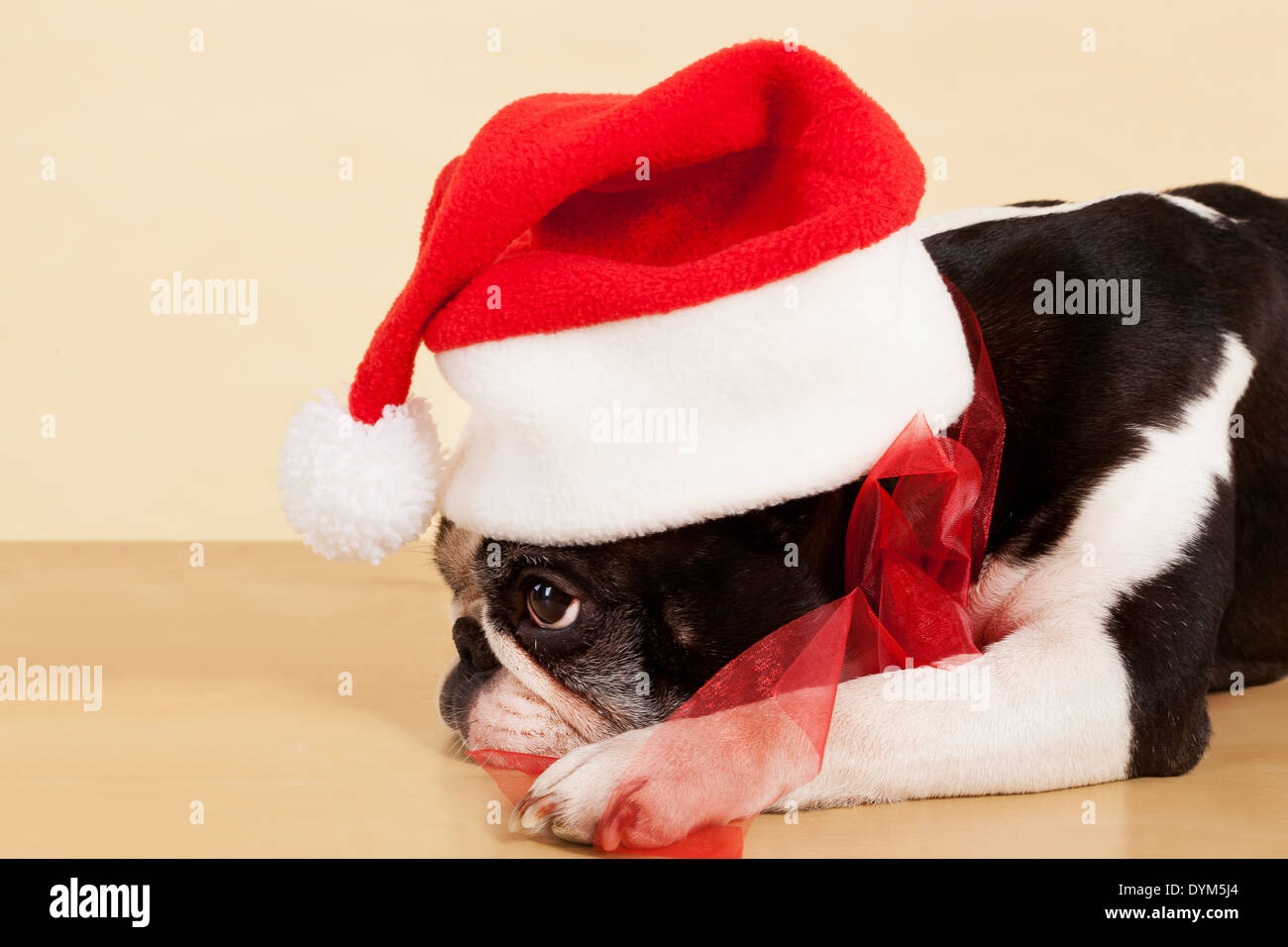 Niedliche traurig französische Bulldogge mit Weihnachtsmütze und rotes Band. Weihnachtsgeschenk. Stockfoto