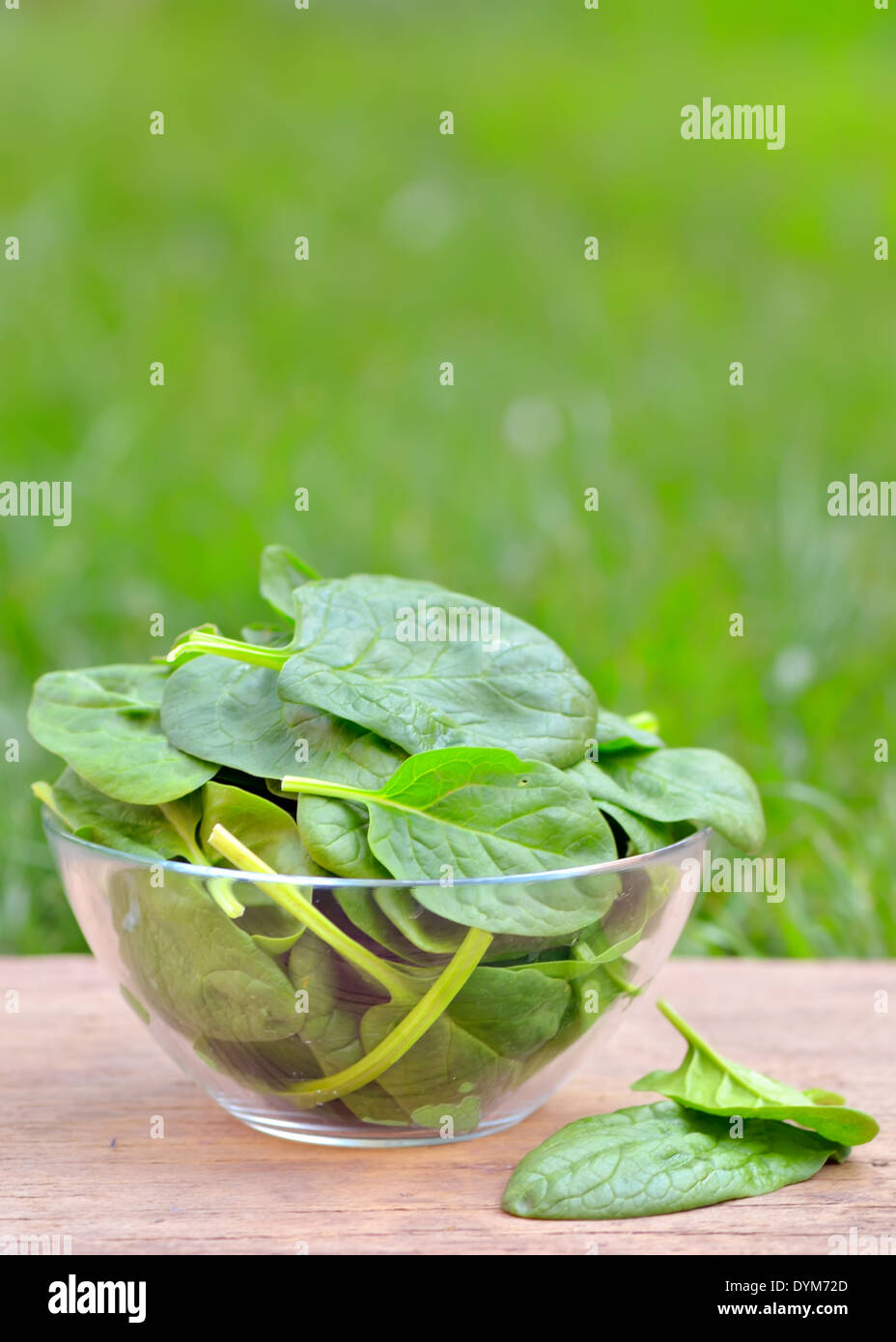 frische grüne Spinat im Garten Stockfoto