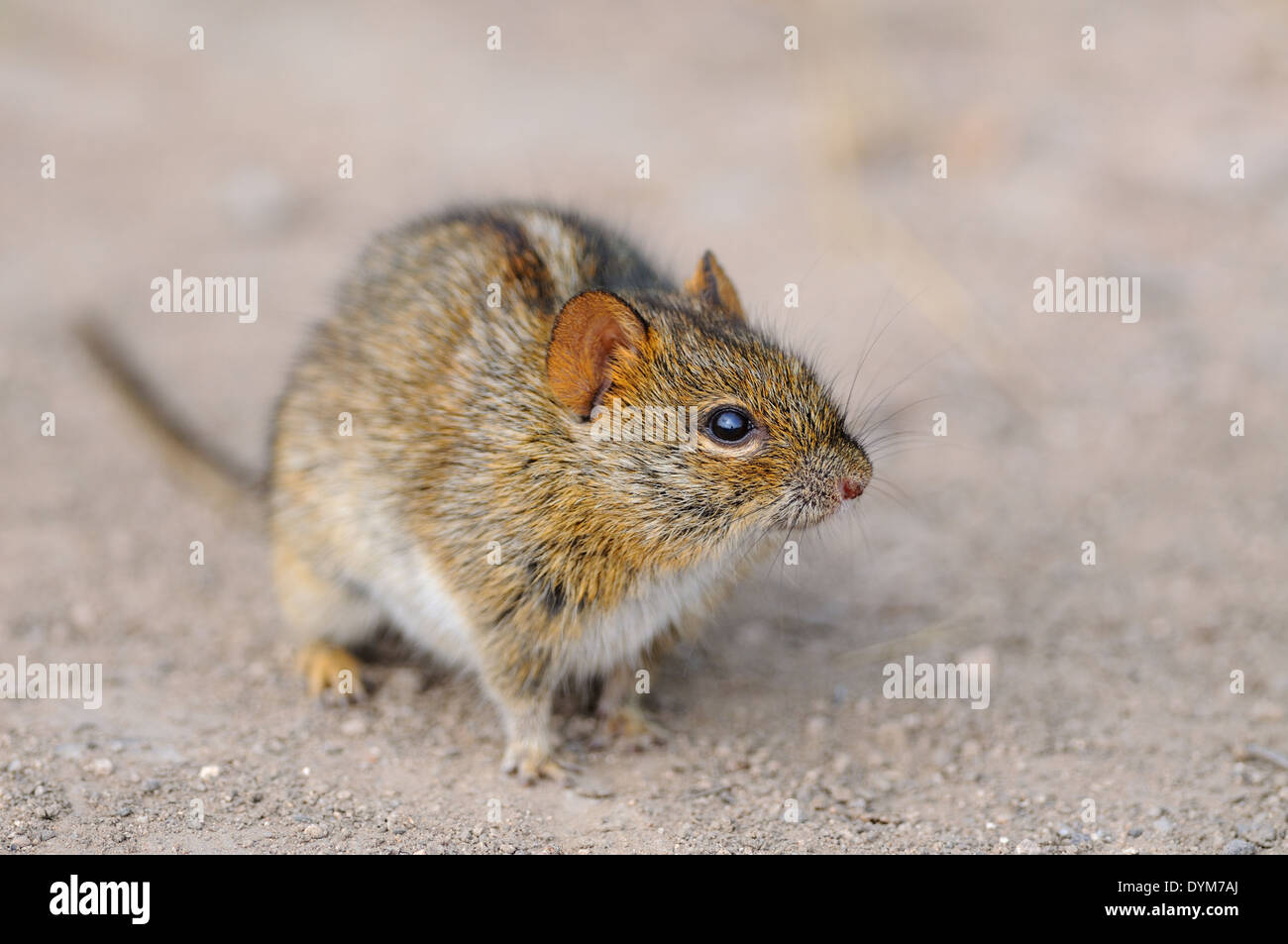 Vier gestreifte Gras Maus (Rhabdomys pumilio), auf unbefestigten Boden, Nahaufnahme, Addo National Park, Eastern Cape, Südafrika, Afrika Stockfoto