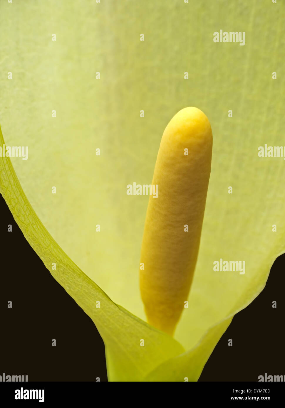 Arum Maculatum - Blütenständen detail Stockfoto