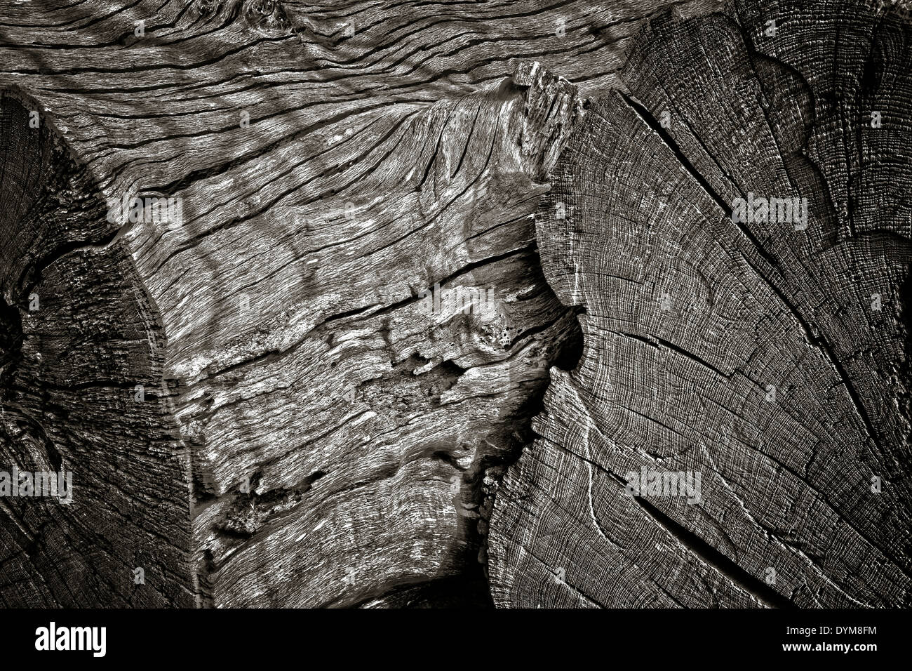 Monochromes Bild der geschnittenen Baumstämme. Stockfoto