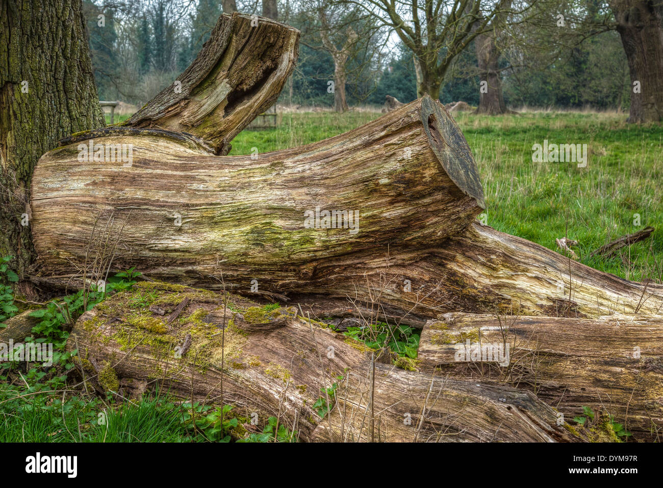 Großen Baumstämmen geschnitten und als ein Lebensraum für Wildtiere, Norfolk, Großbritannien. Stockfoto