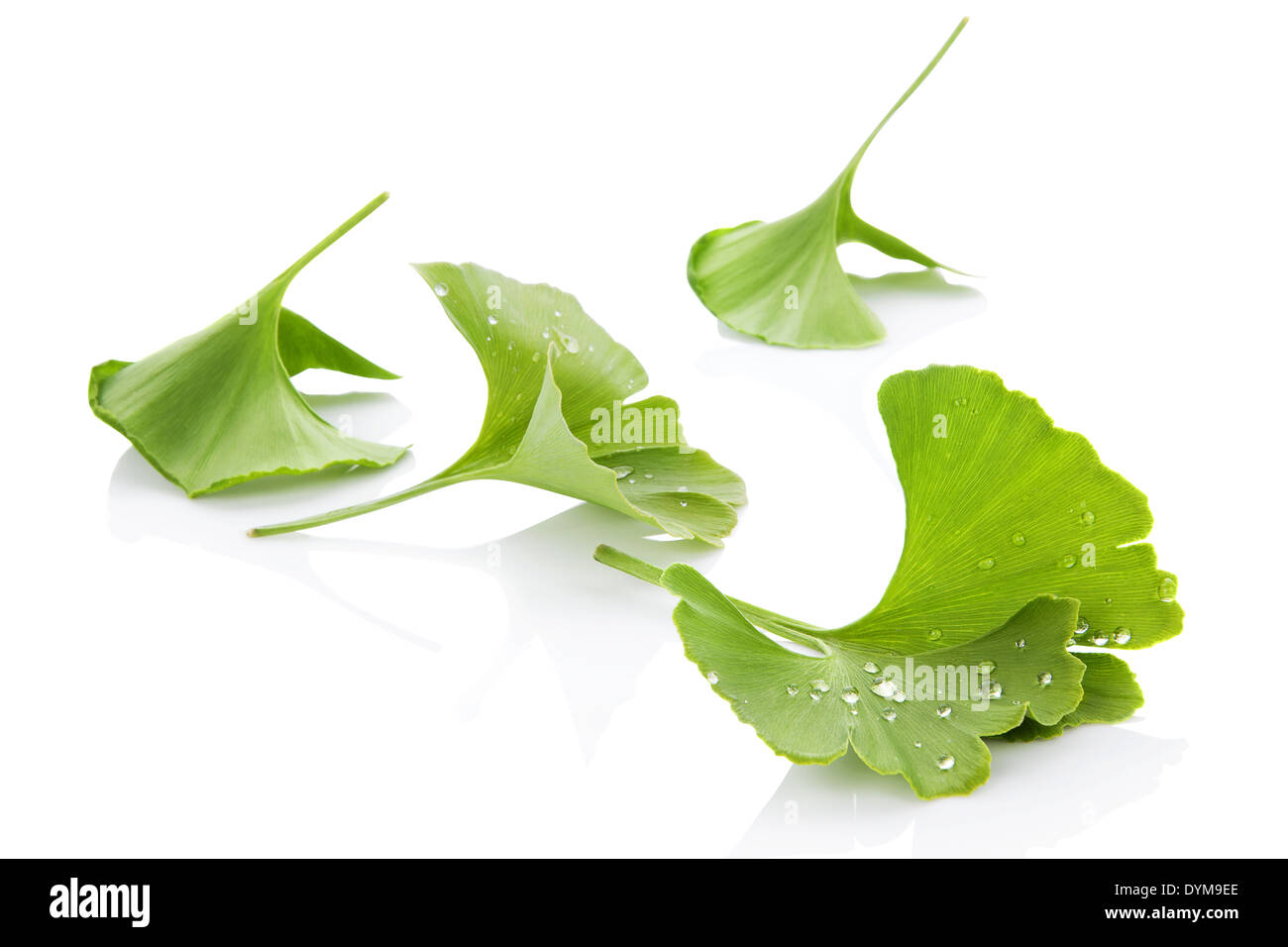 Ginkgo Blatt mit Wassertropfen, die isoliert auf weißem Hintergrund mit Reflexion. Alternative Medizin, Nahrungsergänzung. Stockfoto