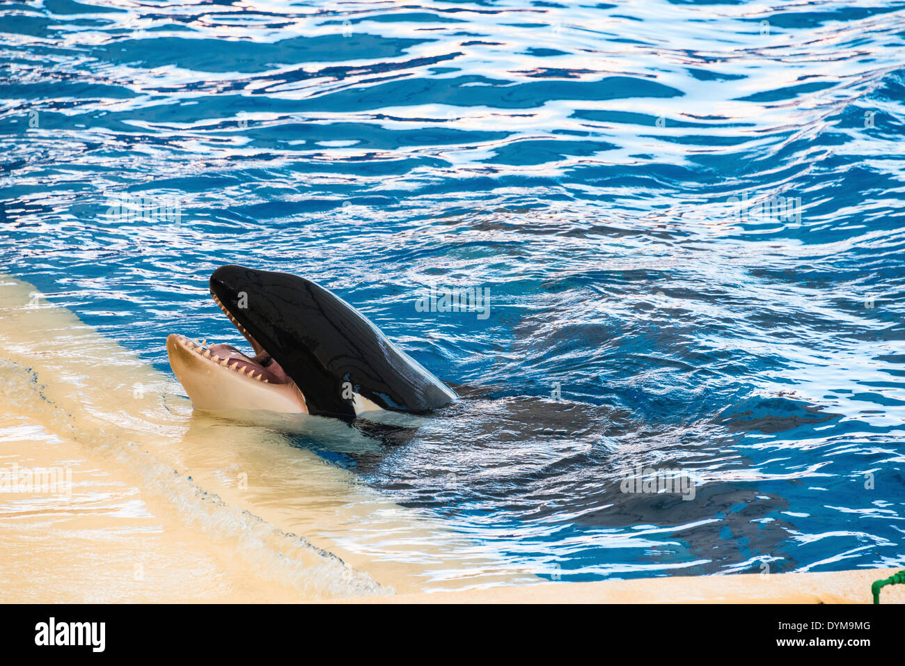 Großer Schwertwal oder Orca (Orcinus Orca) am Rande des Pool, Orca Show, Loro Parque Zoo, Puerto De La Cruz, Santa Cruz De Tenerife Stockfoto