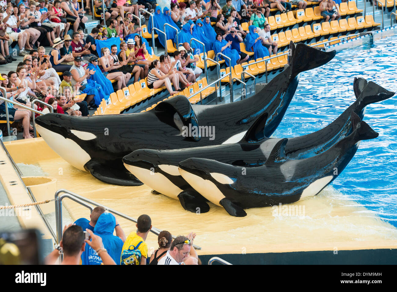 Drei Schwertwale oder Orcas (Orcinus Orca) auf Land, Orca Show, Loro Parque Zoo, Puerto De La Cruz, Santa Cruz De Tenerife Stockfoto
