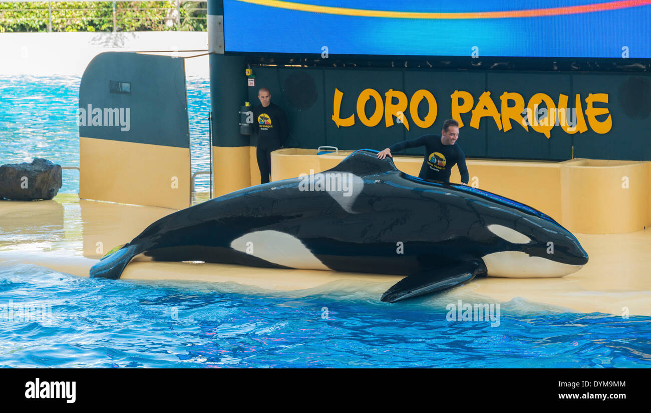 Orca oder Schwertwal (Orcinus Orca) auf dem Land mit Halter, Orca show, Loro Parque, Puerto De La Cruz, Santa Cruz De Tenerife Stockfoto