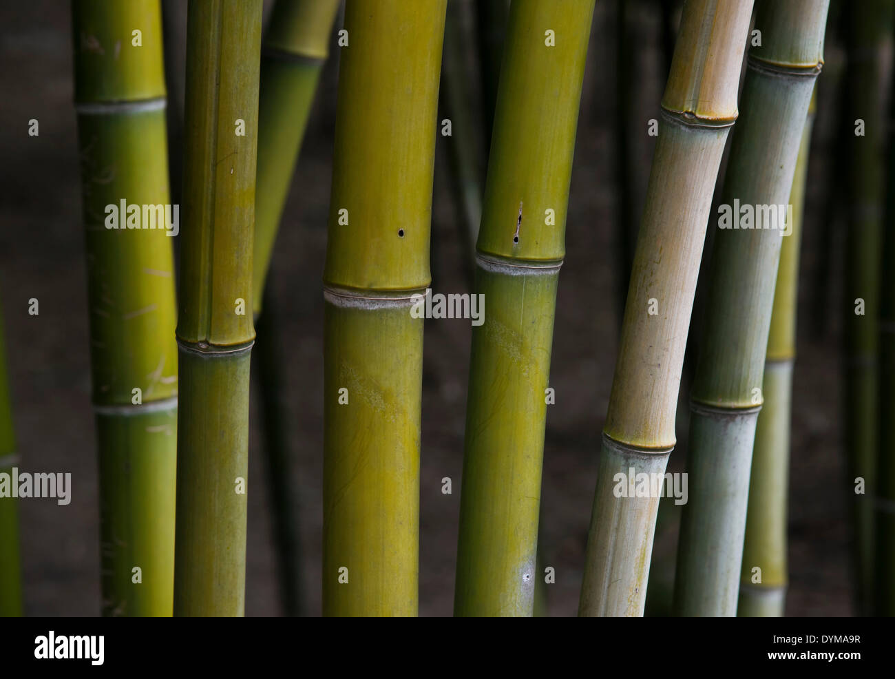 Bambusstämme, Bambuswald, Wuzhen, China Stockfoto