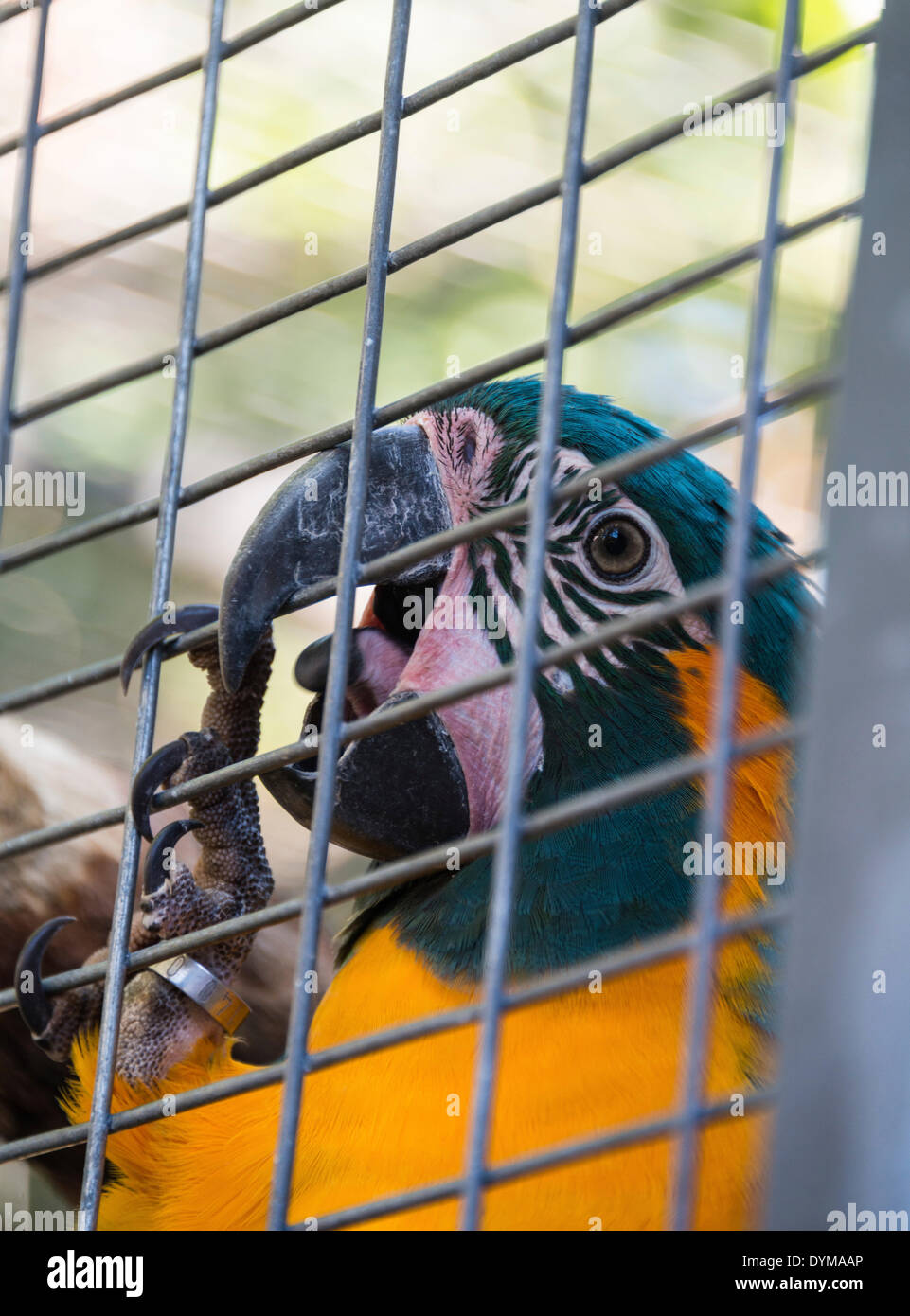Blau-gelbe Ara (Ara Ararauna) in einem Käfig gefangen Stockfoto