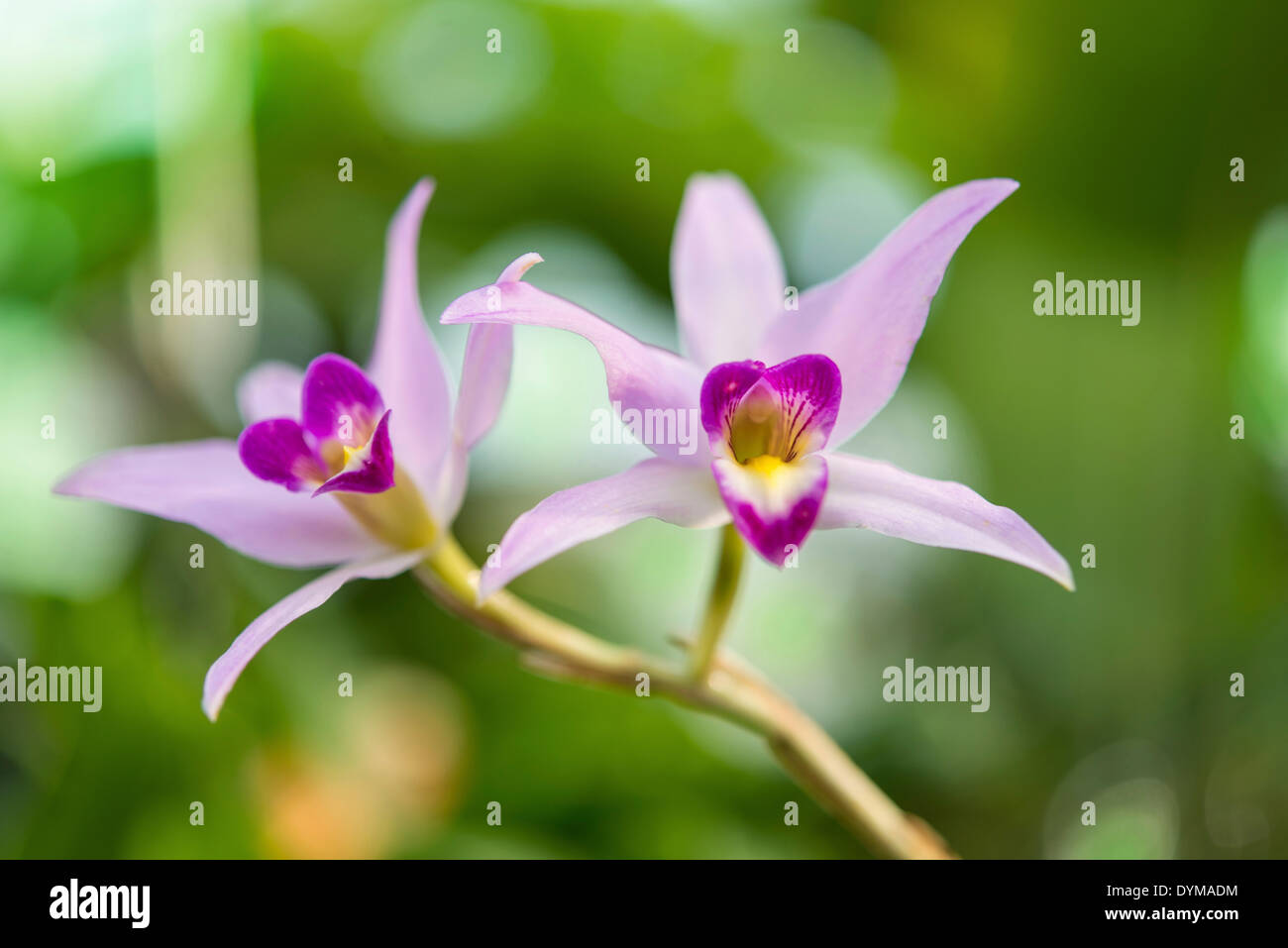 Rosa Orchideen (Orchidaceae) Stockfoto