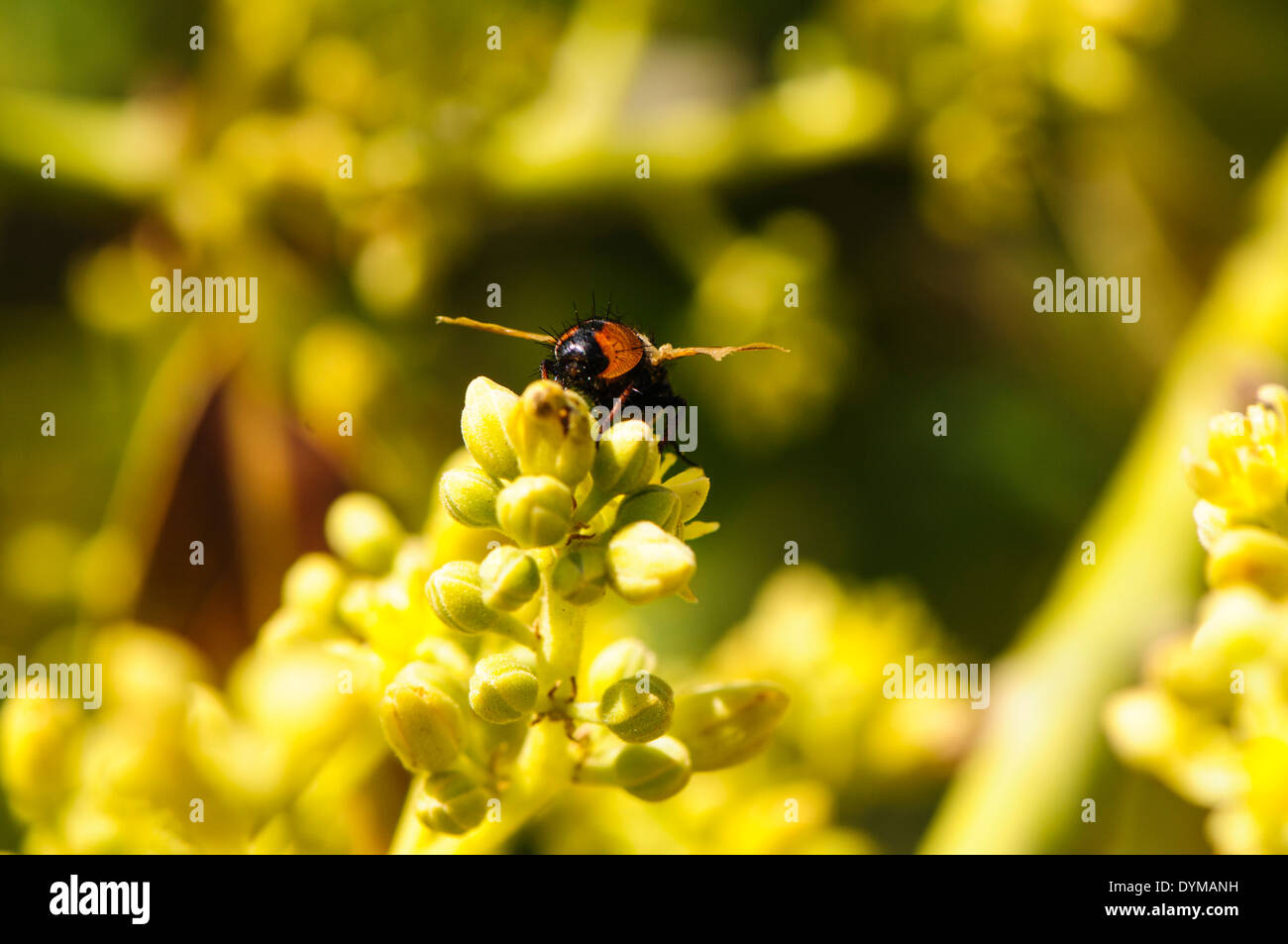 Honigbiene sammelt Nektar aus Blüten in eine Avocado-Plantage. Fotografiert in Israel im März Stockfoto