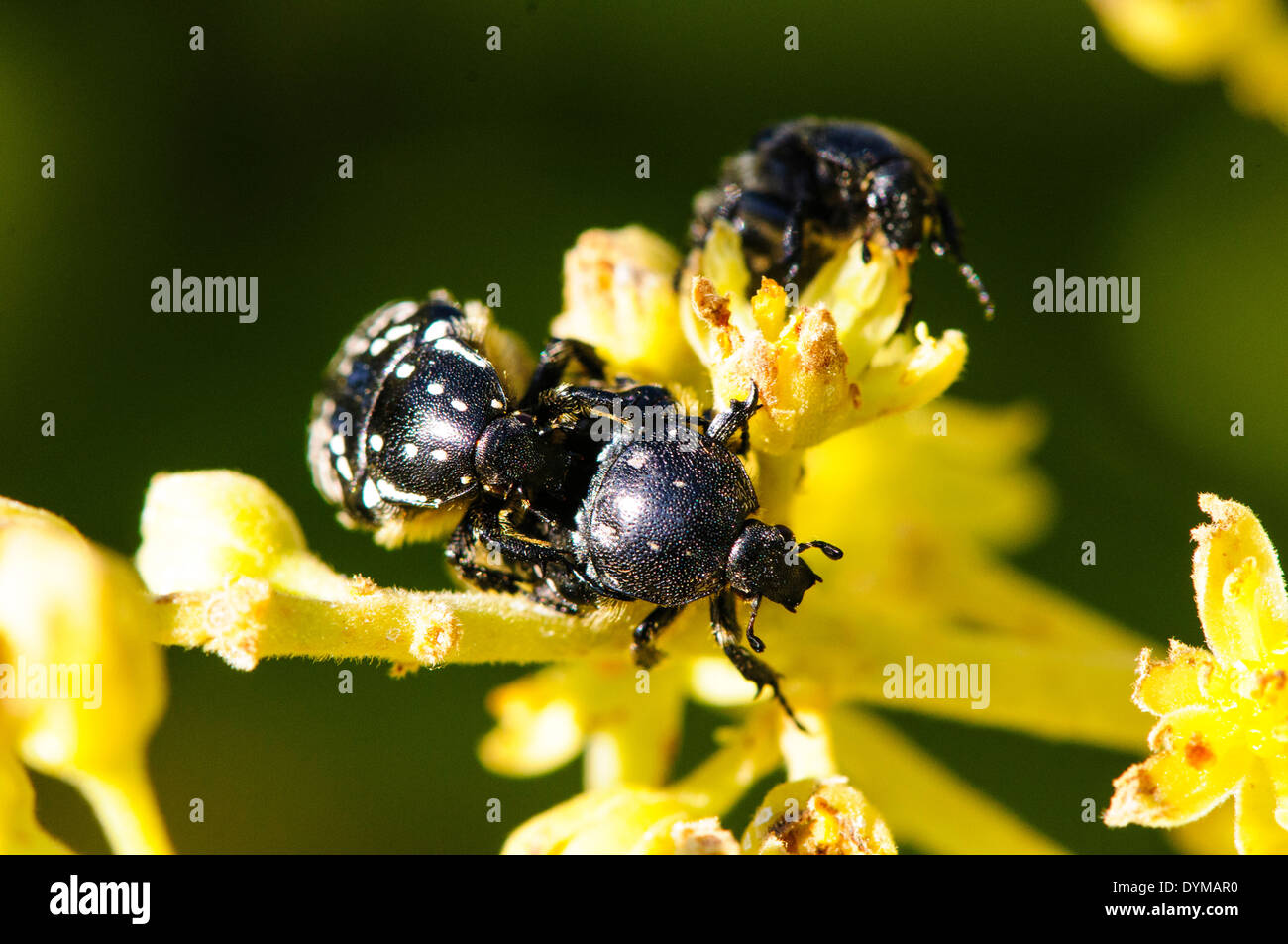 Käfer bestäubt eine Blüte in eine Avocado-Plantage. Fotografiert in Israel im März Stockfoto