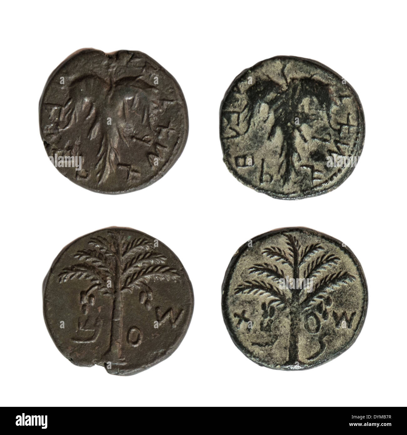Simon Bar-Kochba Münzen 132-135 CE Bronze 25mm Rebe Blatt und Palm-Baum auf weißem Hintergrund Stockfoto
