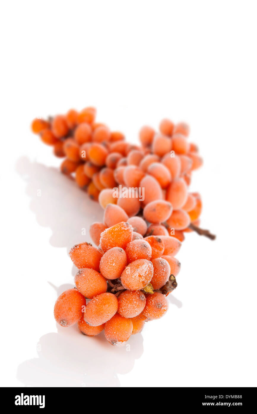 Meer-Bucktorn Zweig mit Frost auf Beeren isoliert auf weißem Hintergrund. Natrural Antioxidans, alternative Medizin-Konzept. Stockfoto