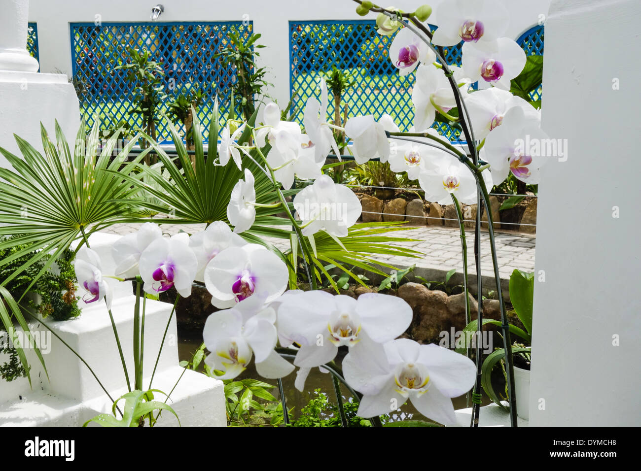 Rio De Janeiro, Botanischer Garten, Jardim Botanico, Orchideario, Orchideengarten, Brasilien Stockfoto