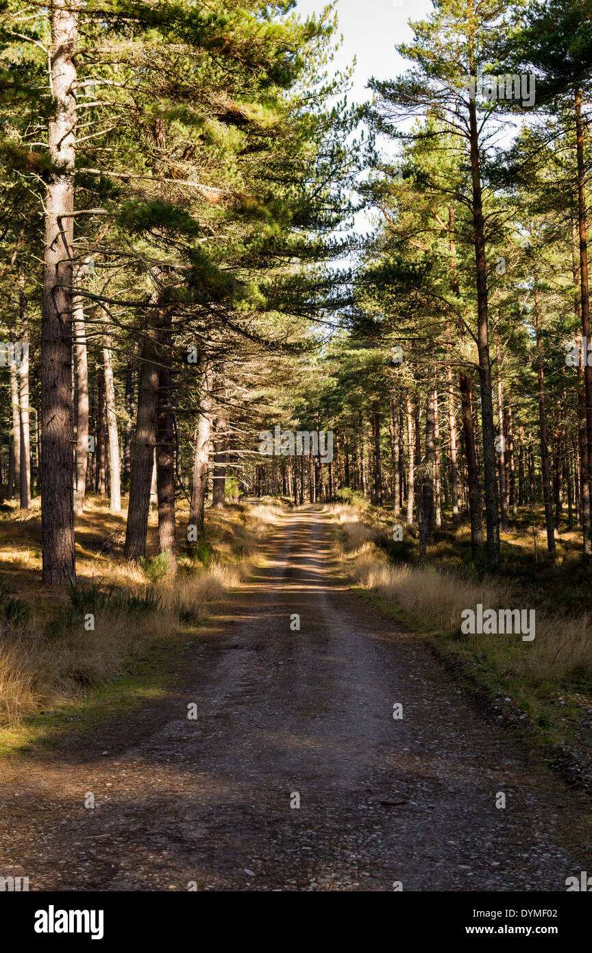 WANDERN UND WANDERWEGE IN DIE CULBIN WALD MORAY SCHOTTLAND Stockfoto