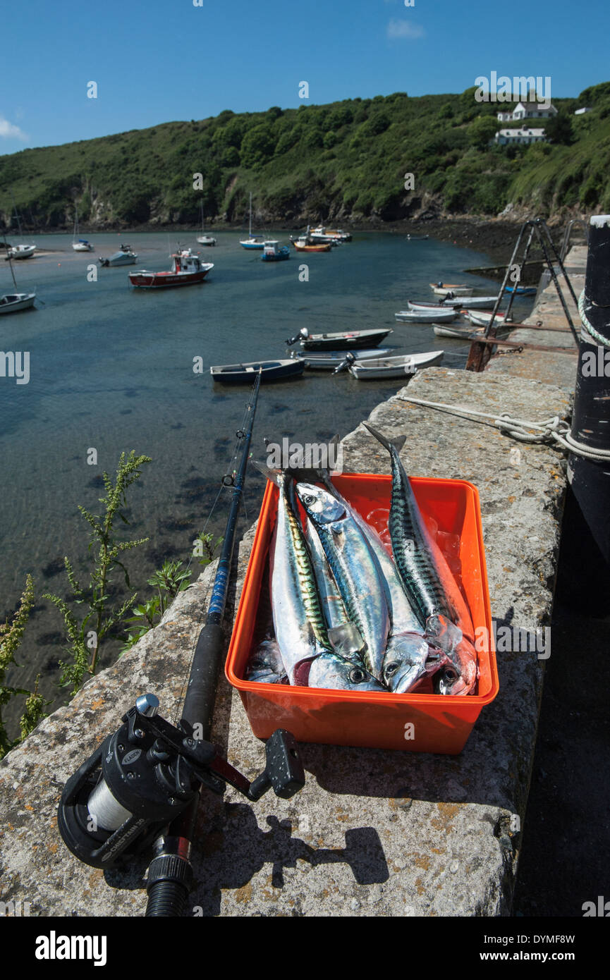 Frisch Fisch Makrele Meer am Hafen Solva, Pembrokeshire, Wales Cymru. Stockfoto