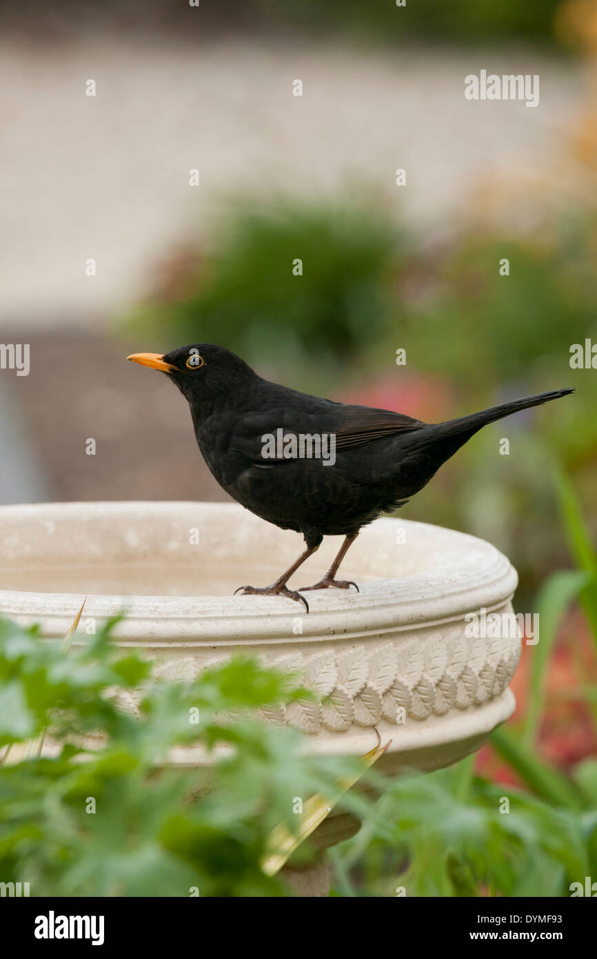 Amsel auf einem Stein Vogelbad unsharpened Stockfoto