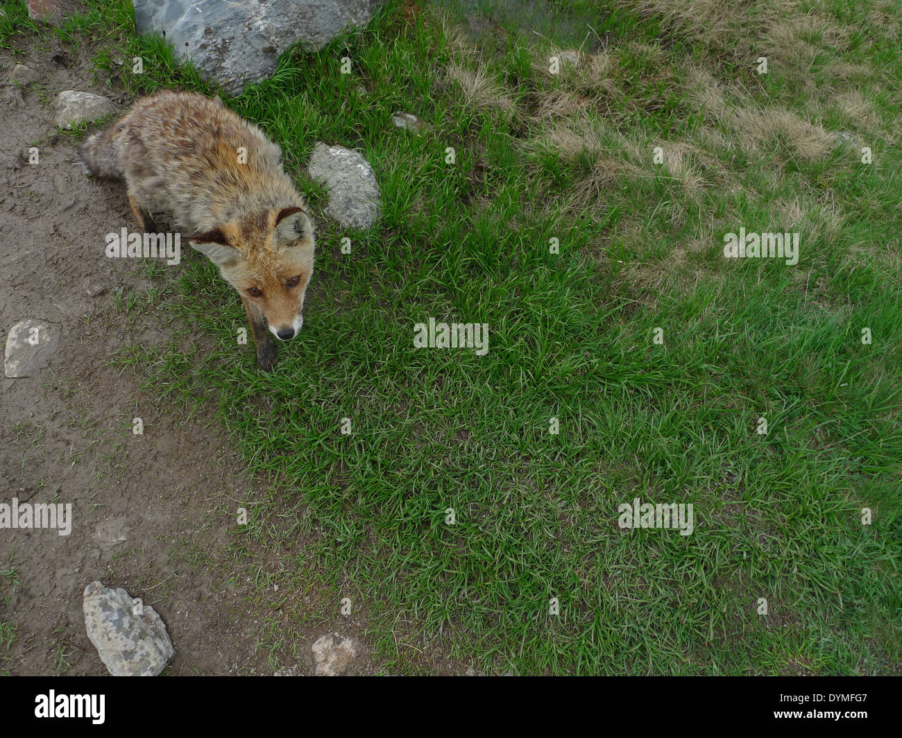 Ein Fuchs in Nationalparks Vanoise, in den französischen Alpen. Auf den Spuren des GR5. Stockfoto