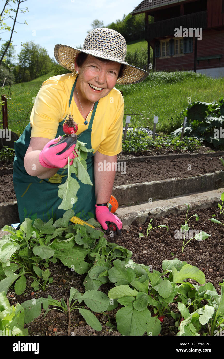 Foto von einer pensionierten älteren Frau Kommissionierung Gemüse aus ihrem Garten. Stockfoto