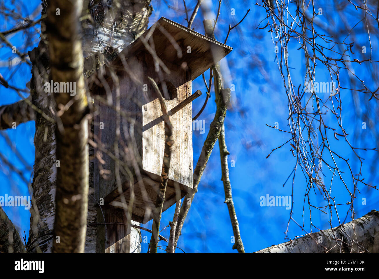 Hölzerne Starling Haus auf einer Birke Stockfoto