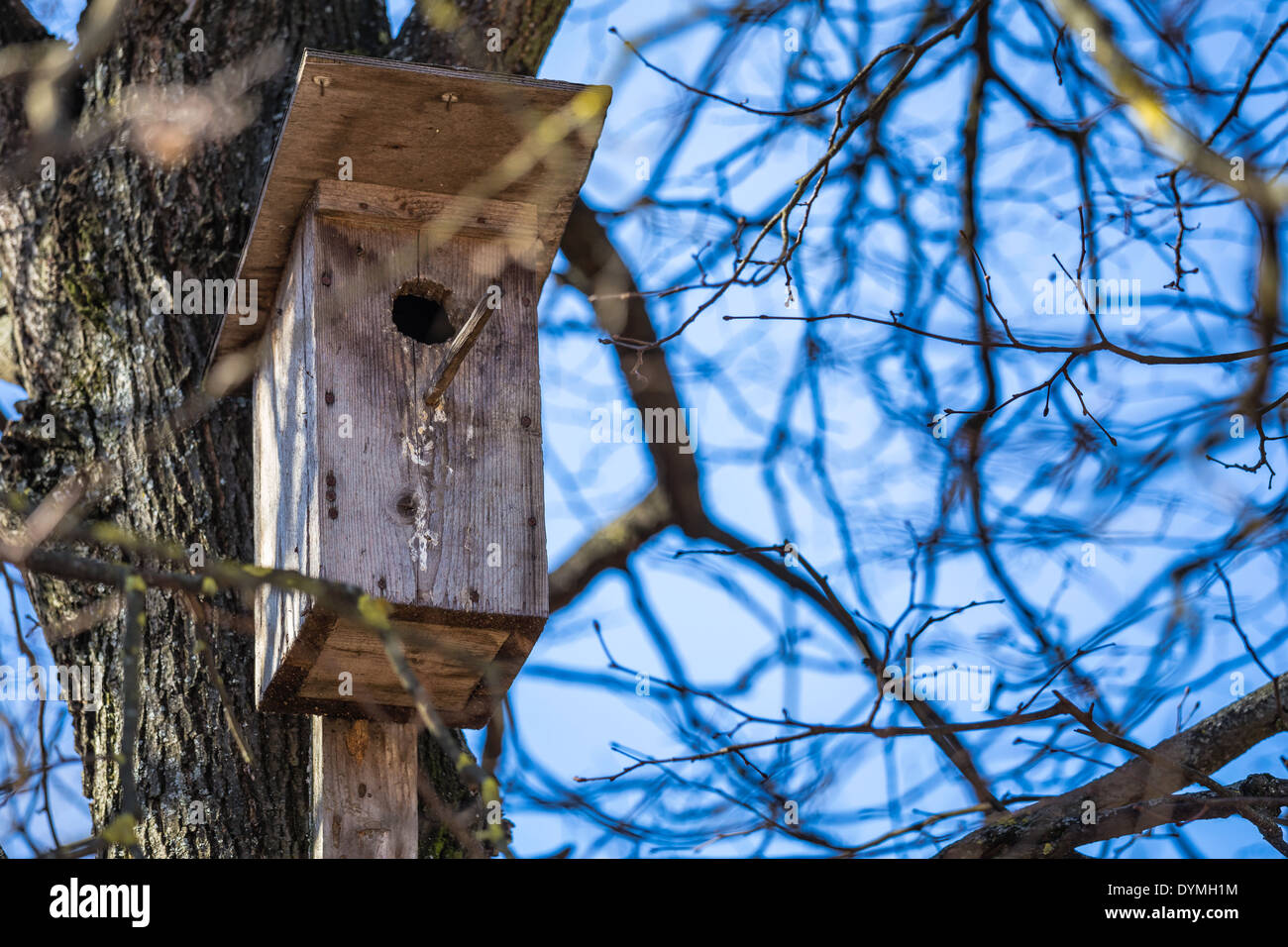 Hölzerne Starling-Haus auf dem Baum Stockfoto