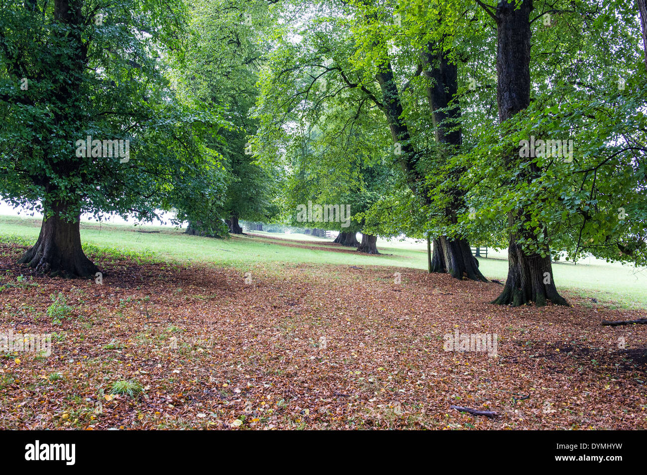 Eine herbstliche Allee in Burghley House Parklandschaft. Stockfoto