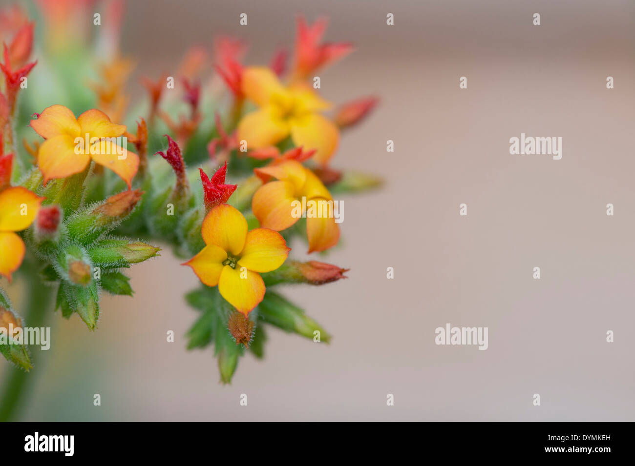 Kalanchoe Lateritia Blumen Stockfoto