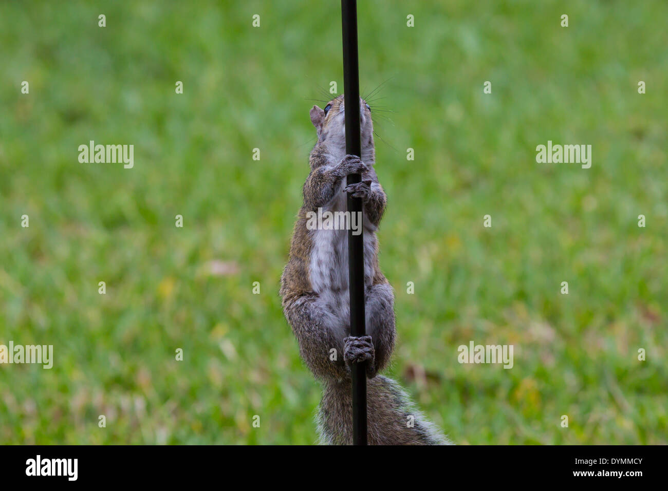Östliche graue Eichhörnchen Klettern Mast, Futterhäuschen für Vögel im Südwesten Floridas Stockfoto