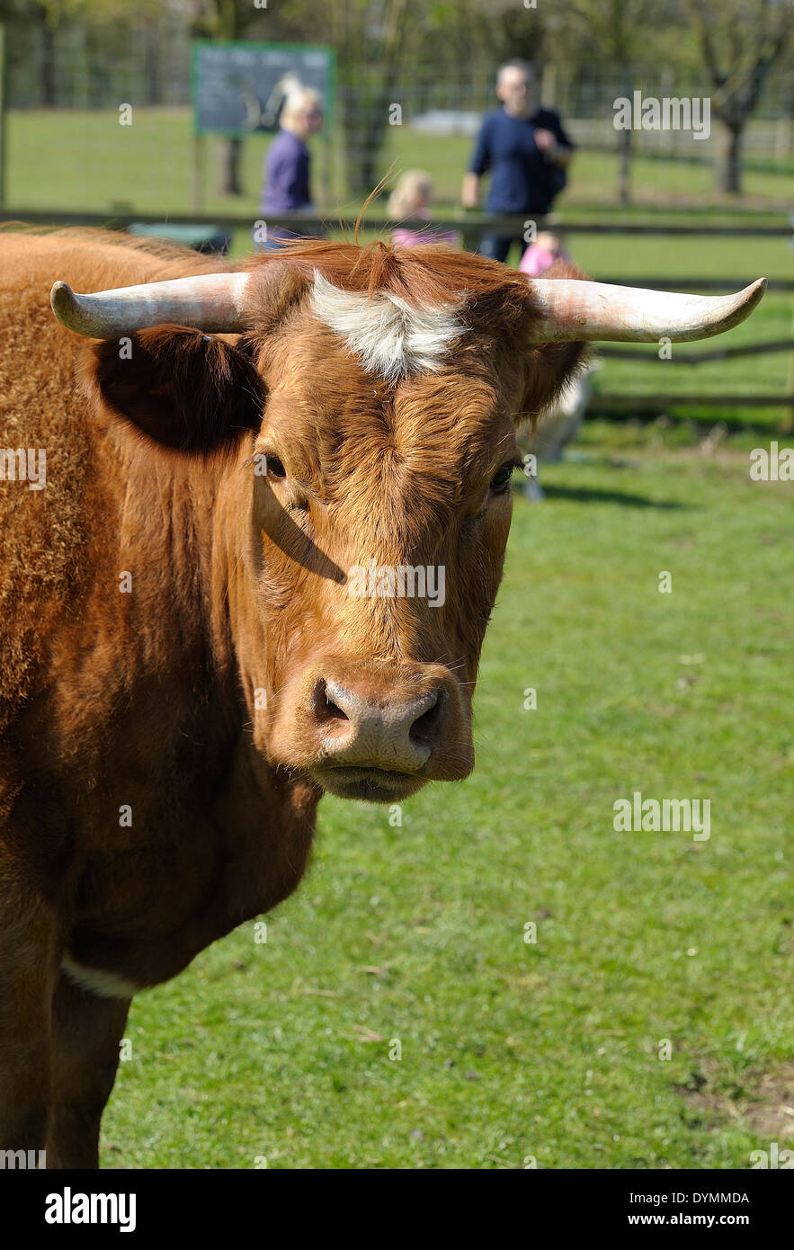 Kuh mit Hörnern Porträt Stockfoto