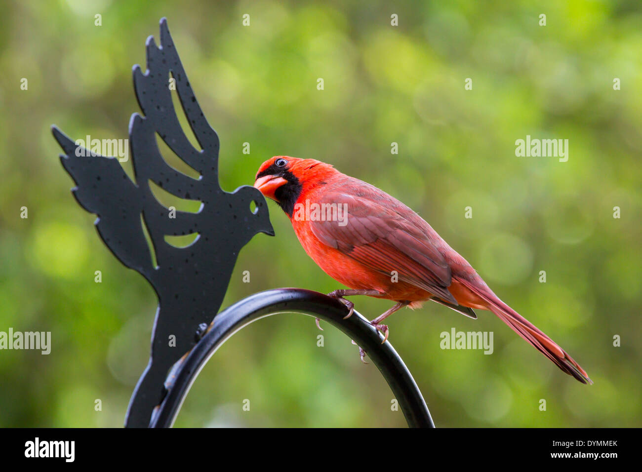 Helle rote erwachsenen männlichen nördlichen Kardinal Cardinalis Cardinalis in Südwest Florida Stockfoto