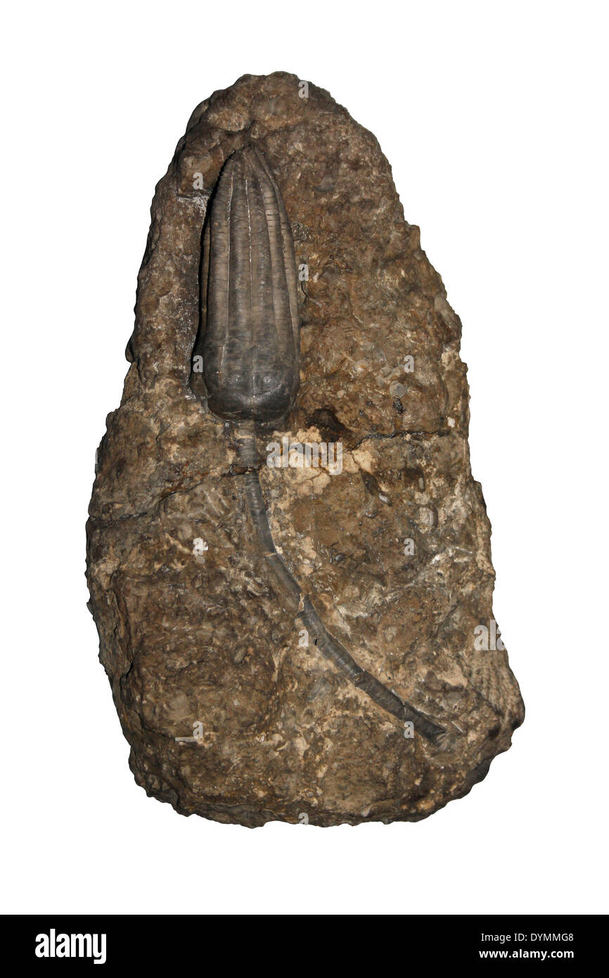 Fossile Crinoid Platycrinites Gigas Freisteller Stockfoto