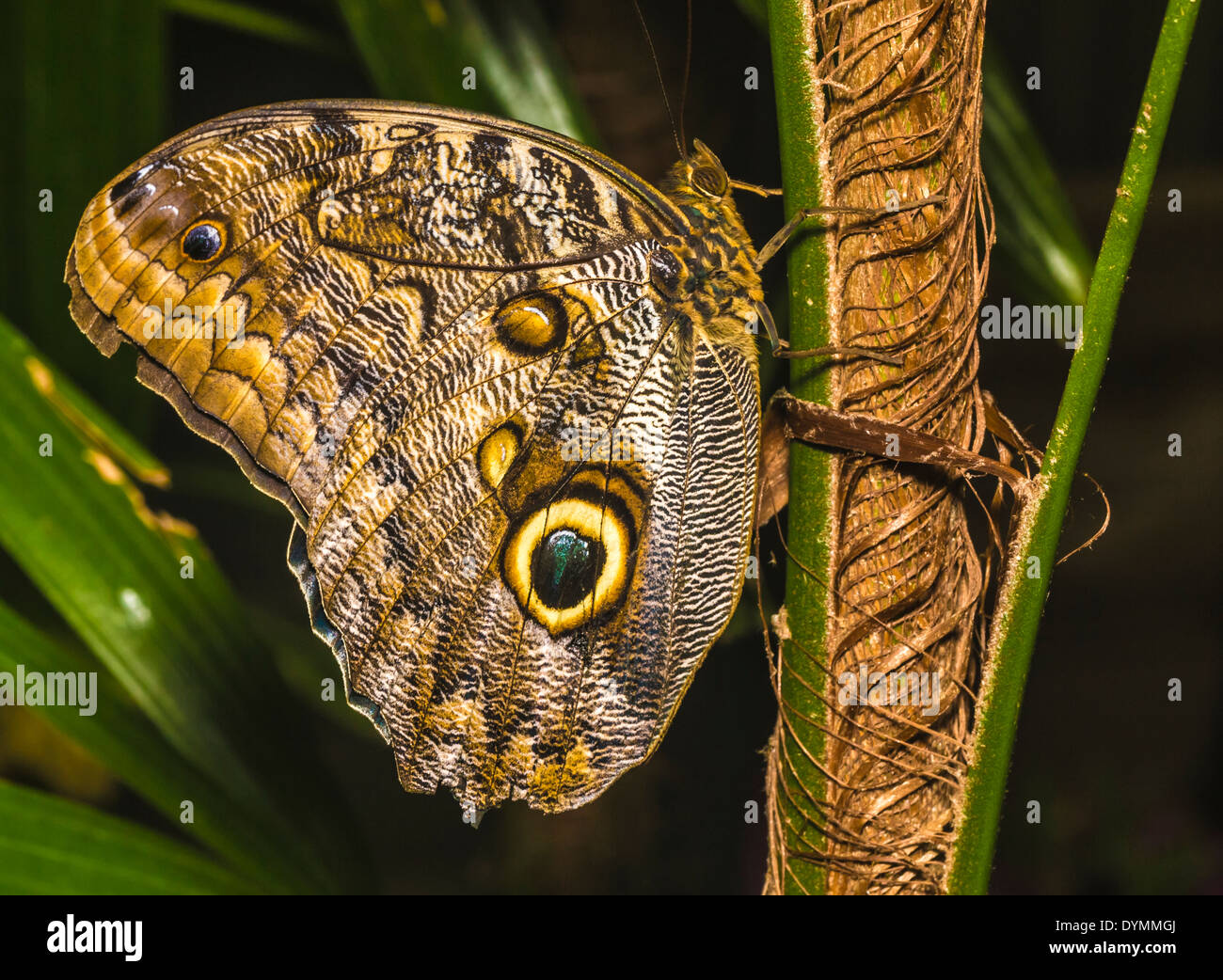 Riesen Eule Schmetterling Caligo Memnon an San Diego Zoo Safaripark Schmetterling Dschungel Stockfoto Riesen Eule Schmetterling Caligo Memnon an San Diego Zoo Safaripark Schmetterling Dschungel Stockfoto