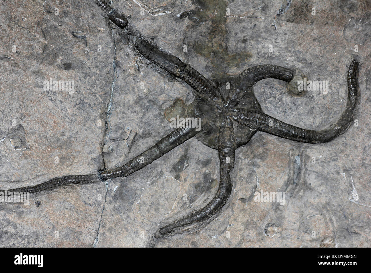Fossilen Schlangenstern Ophioderma Milleri mittleren Lias untere Jura, UK Stockfoto
