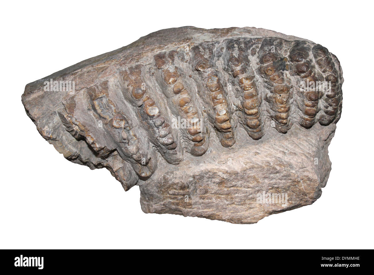 Zahn des Stegodont Stegolophodon SP. Pliozän, Siwalik Hills, Indien Stockfoto