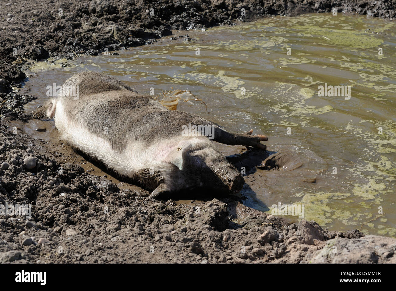 Ein rosa Schwein schwelgen in ein Schlammbad England UK Stockfoto