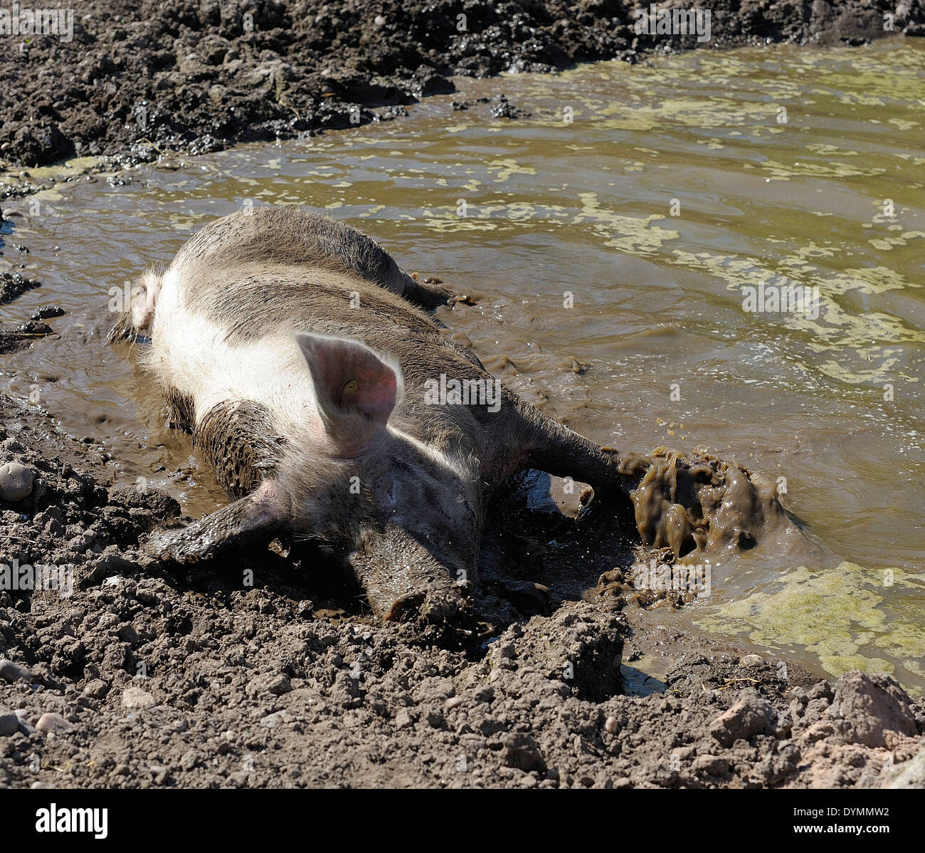 Ein rosa Schwein schwelgen in ein Schlammbad England UK Stockfoto