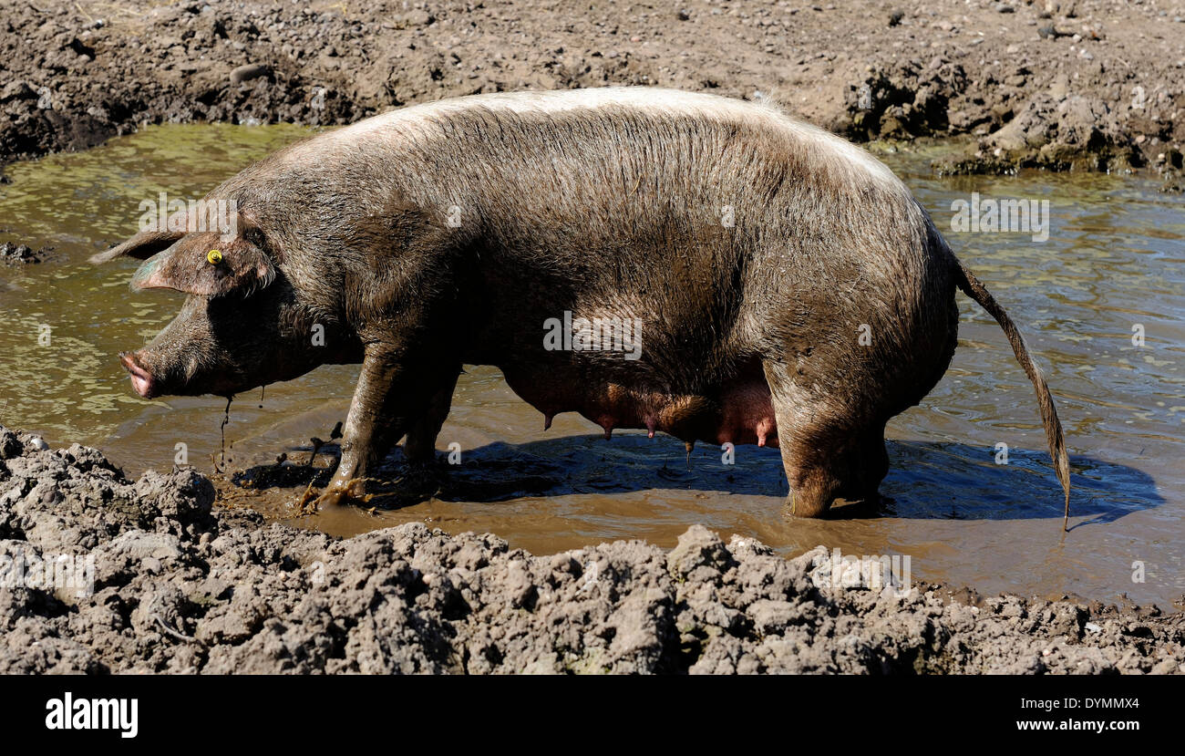 Ein rosa Schwein steht in ein Schlammbad England UK Stockfoto