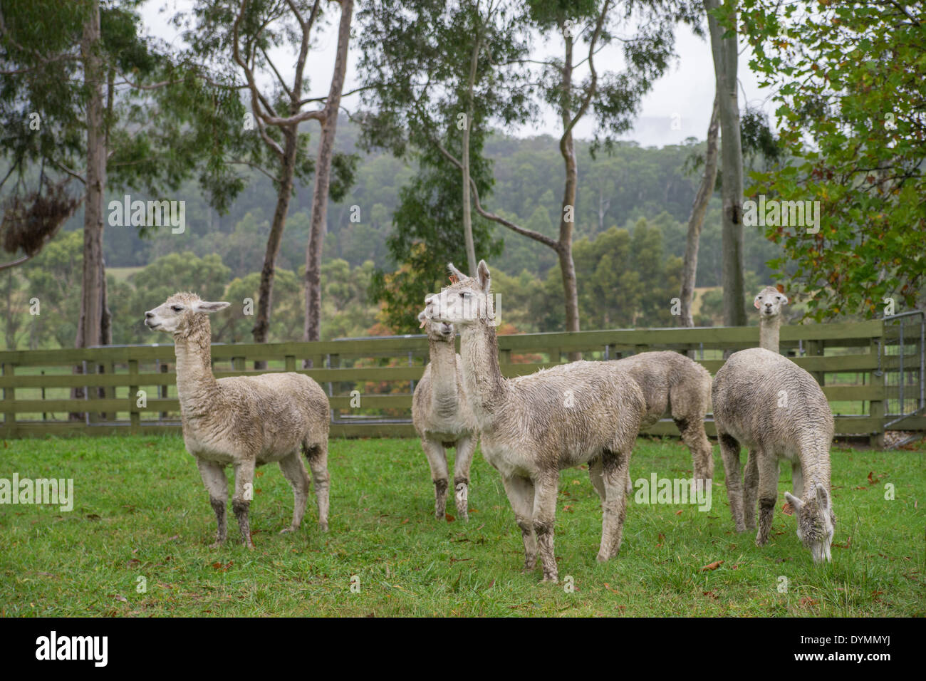 Rasierte Alpakas in Healesville, Victoria, Australien Stockfoto