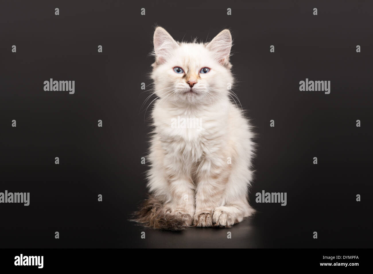 Sibirischen Wald Kitten auf dunklem Hintergrund Stockfoto