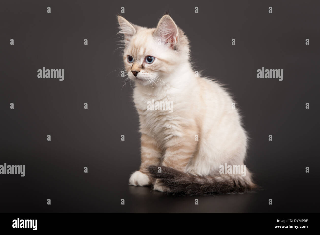 Sibirischen Wald Kitten auf dunklem Hintergrund Stockfoto