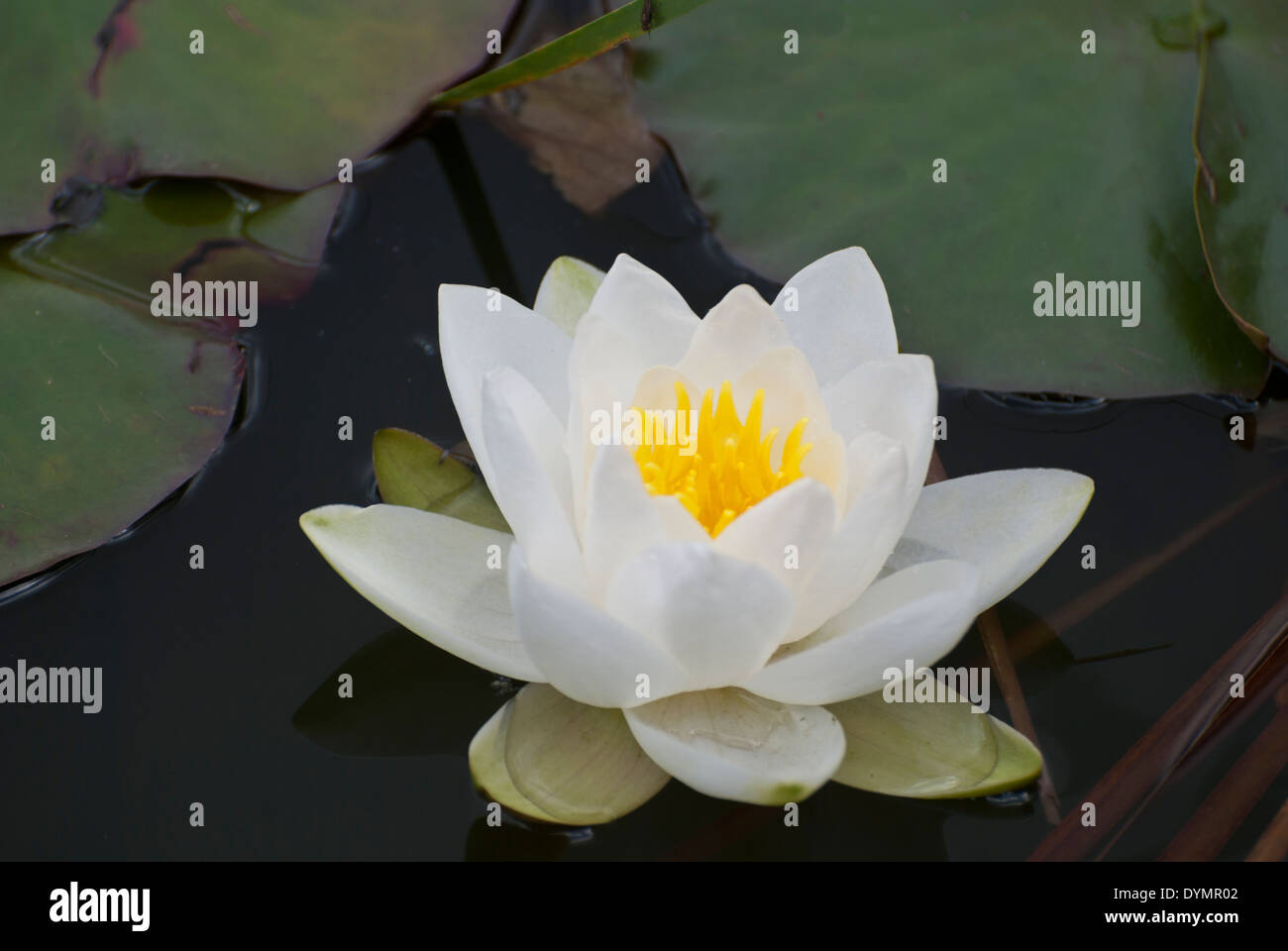 Seerose, einzelne Blume Stockfoto