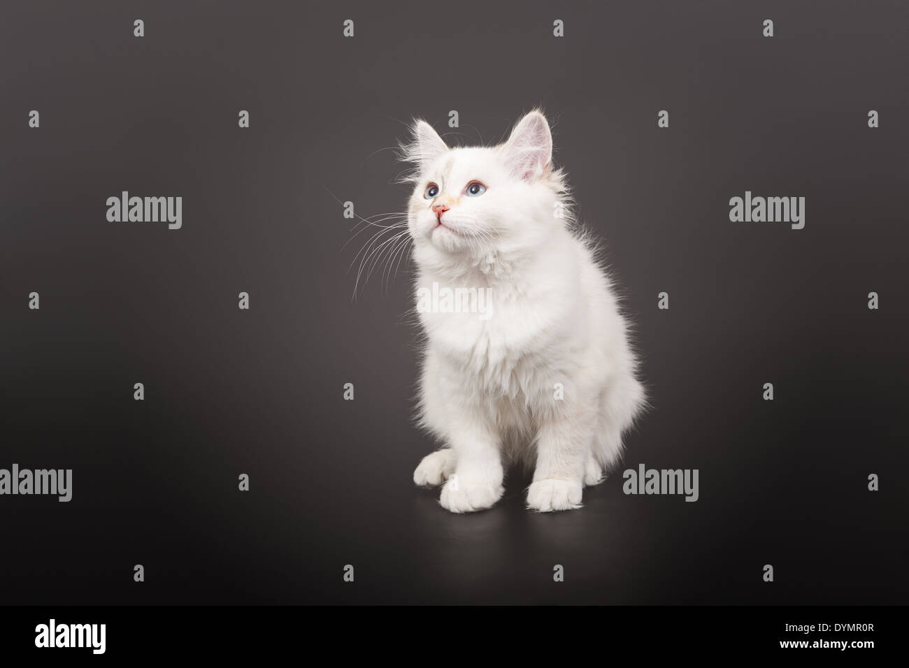 Sibirischen Wald Kitten auf dunklem Hintergrund Stockfoto
