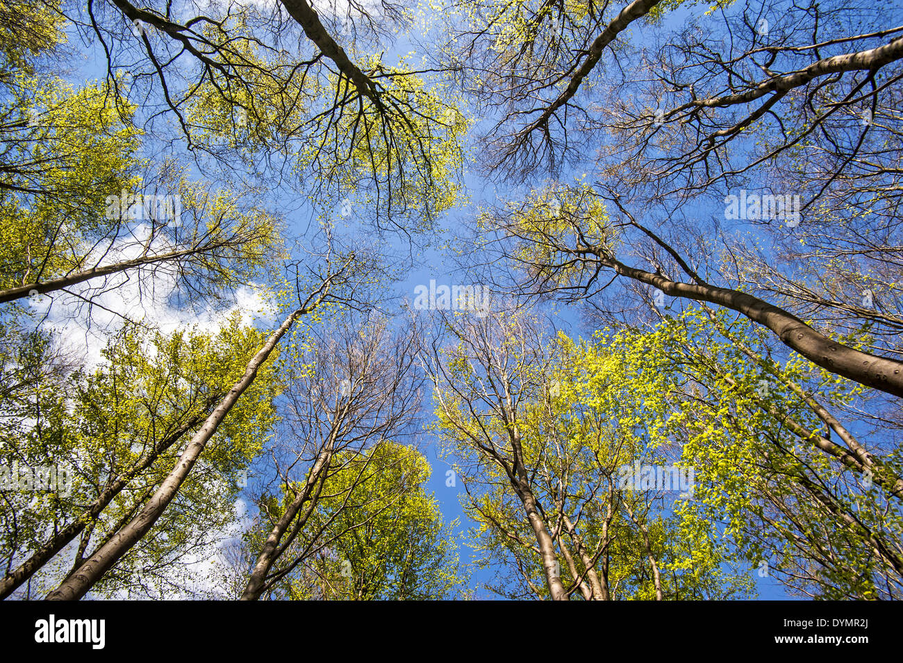 Wurm's – Blick auf Baumkronen Buche (Fagus Sylvatica) im Frühjahr Stockfoto