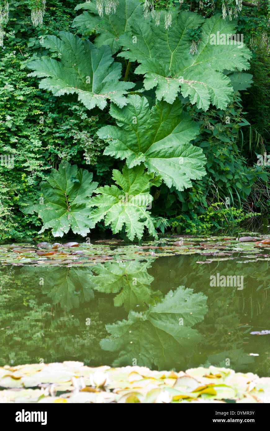 Eine große Gunnera Manicata Pflanze wächst in einem englischen Landhaus-Garten Stockfoto